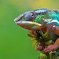 chameleon.jpg