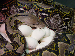 reticulated-python giant.jpg