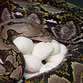 reticulated-python giant.jpg