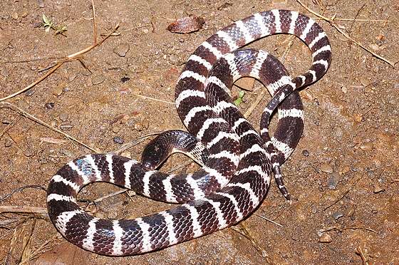 台灣六大毒蛇 誰比較強 Daddy Poppy S 藥學跟動物世界 痞客邦 台灣六大毒蛇 誰比較強 Daddy Poppy S 藥學跟動物世界 痞客邦