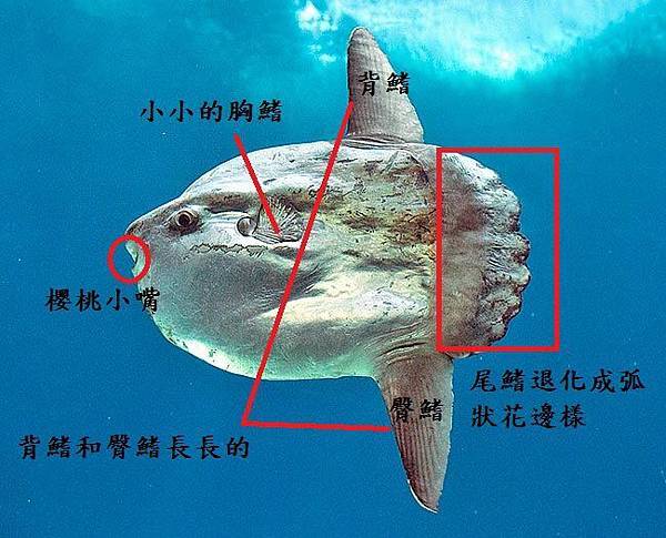 翻車魚