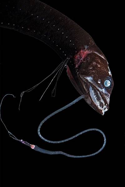 02-deep-sea-fish-eustomias-pacificus.adapt_.768.1.jpg