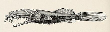 440px-Thaumatichthys.JPG