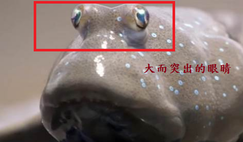 會彈跳的魚 彈塗魚 Daddy Poppy S 藥學跟動物世界 痞客邦