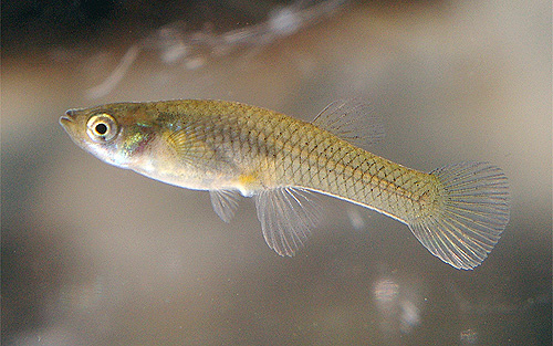 gambusia_affinis02-500.jpg