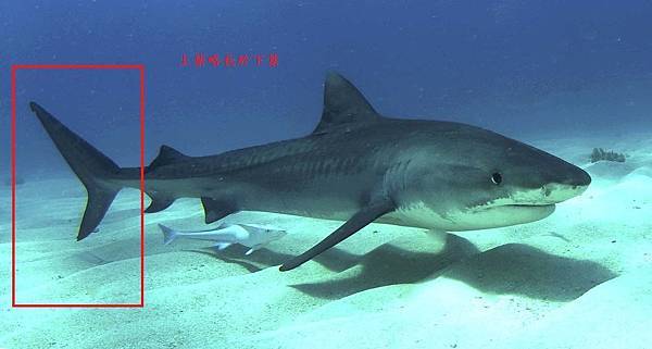 1280px-Tigershark3.jpg