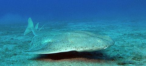 480px-Squatina_squatina_tenerife2.jpg