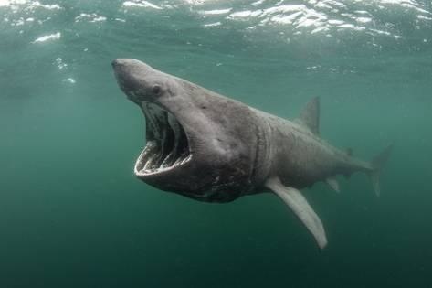 alex-mustard-basking-shark-cetorhinus-maximus-feeding-at-the-surface-on-plankton-cairns-of-coll-scotland-uk_a-G-10575725-14258382.jpg