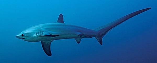thintail_thresher_shark.jpg