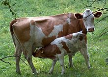 220px-Cow_and_calf.jpg