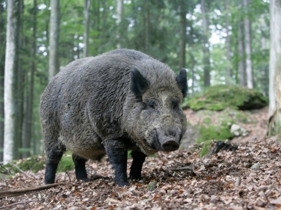 wild-boar-in-wood-mikelane45-istock.jpg