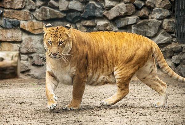 Liger-Walking-Zoo-Enclosure.jpg.638x0_q80_crop-smart.jpg