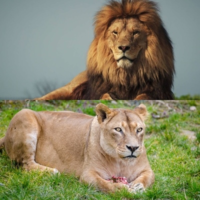 萬獸之王是不是過譽了 獅子 Daddy Poppy S 藥學跟動物世界 痞客邦 萬獸之王是不是過譽了 獅子 Daddy Poppy S 藥學跟動物世界 痞客邦