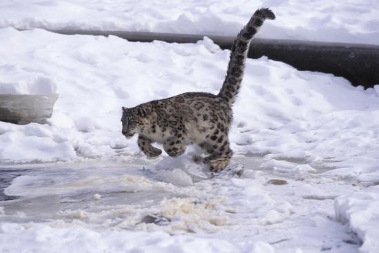 snow-leopard-jumping-panthera-uncia-usa_u-l-q11q4ol0.jpg