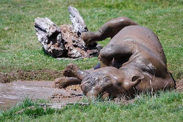 depositphotos_38265881-stock-photo-young-rhino-rolling-in-the.jpg