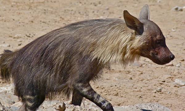 Brown_Hyena_(Parahyaena_brunnea)_(6472939035).jpg