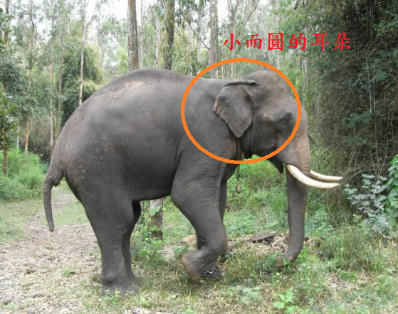陸地最大的動物 大象 Daddy Poppy S 藥學跟動物世界 痞客邦