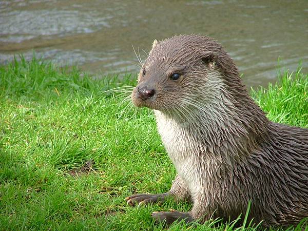 Otter_in_Southwold.jpg