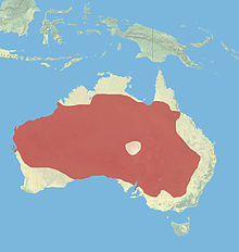 220px-Red_kangaroo.jpg