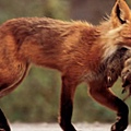 129-RED-FOX-752x440.jpg