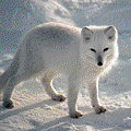 arcticfox.gif