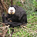 White-faced_Saki_2008-07.jpg