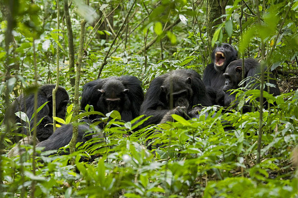 chimpanzee-pan-troglodytes-yawning-during-grooming-session-with-large-group-of-males-ngogo-chimpanzee-project-kibale-national-park-uganda-danita-delimont.jpg