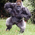 gorilla_ozzie_chestbeating_ZA_0008.jpg