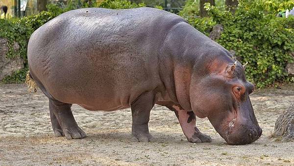每年殺死最多非洲人的動物 不是獅子 鱷魚 豹 而是我 河馬 Daddy Poppy S 藥學跟動物世界 痞客邦