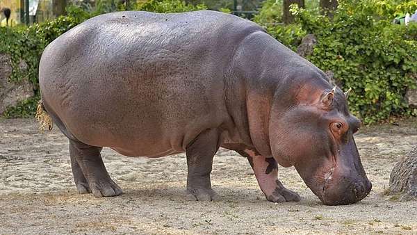 每年殺死最多非洲人的動物 不是獅子 鱷魚 豹 而是我 河馬 Daddy Poppy S 藥學跟動物世界 痞客邦 每年殺死最多非洲人的動物 不是獅子 鱷魚 豹 而是我 河馬 Daddy Poppy S 藥學跟動物世界 痞客邦