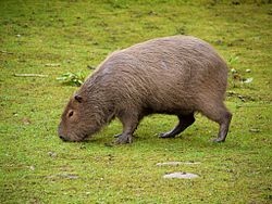 250px-Capybara_portrait_2.jpg