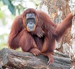 p-182-35_pongo_pygmaeus-f1759.jpg