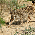 Lynx_pardinus.png