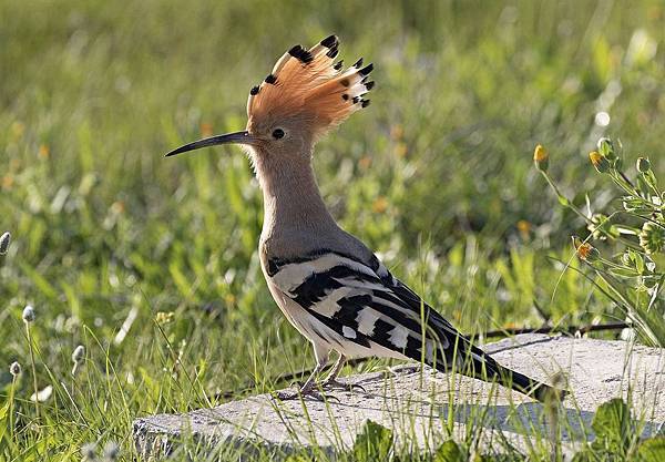 Common_hoopoe_-_Upupa_epops_06.jpg