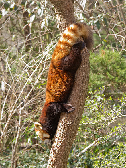 440px-RedPandaDescent.jpg