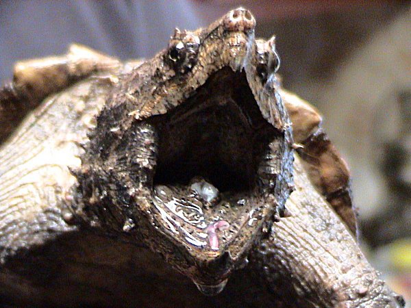 Alligator_Snapping_Turtle (1).jpg