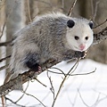 1200px-Opossum_2.jpg