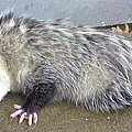 375px-Opossum2.jpg