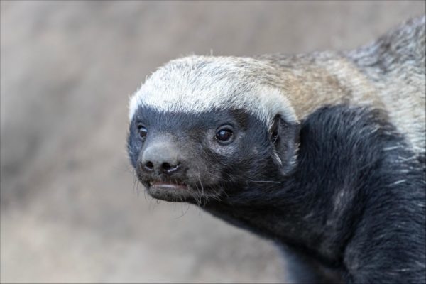 honey_badger-600x400.jpg