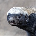 honey_badger-600x400.jpg