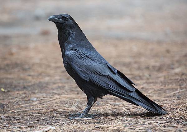 1200px-Corvus_corax_(Common_Raven),_Yosemite_NP,_CA,_US_-_Diliff.jpg