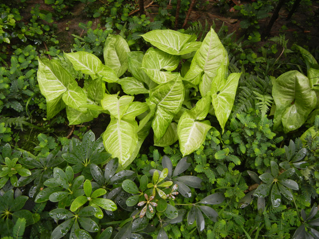 264-1.JPG 264-1.JPG