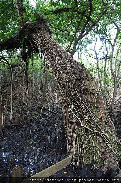 2. 日輝紅樹林區 (12).JPG