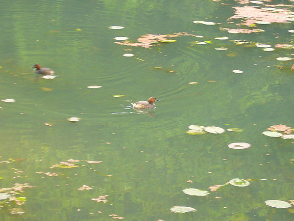 100403 宜蘭福山植物園 (85).JPG