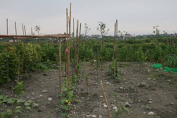 大好民宿-有機菜圃的擴充及成長