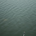 林先生-釣魚05.JPG