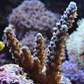 Acropora. parilis.jpg