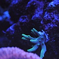 Acropora caroliniana 金牛角.JPG