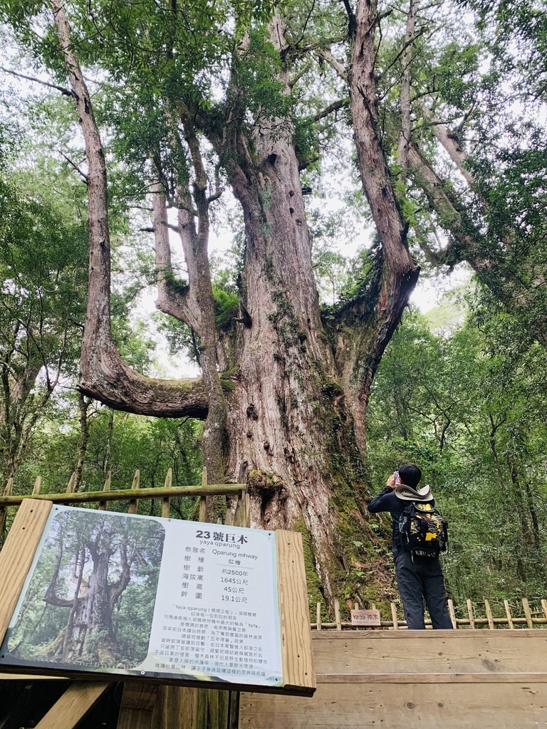 司馬庫斯 媽媽之樹