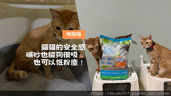 【毛孩大小事】讓原本會憋尿的小貓感受到安全感，不憋尿、秒上廁